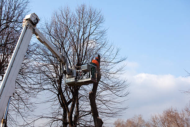 Union Gap, WA Tree Services Company